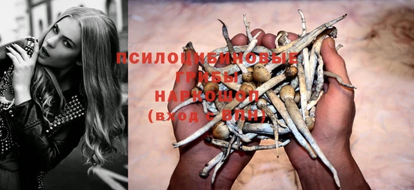 крисы Абаза